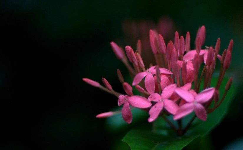 ഇതര ഭാഷയിലെ പ്രണയലേഖനങ്ങള്‍